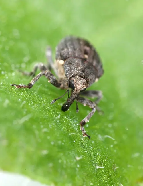 best Tiny Black Insects Resembling Poppy Seeds 