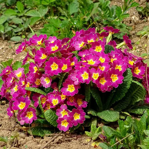 Pink Flowers for Garden 1