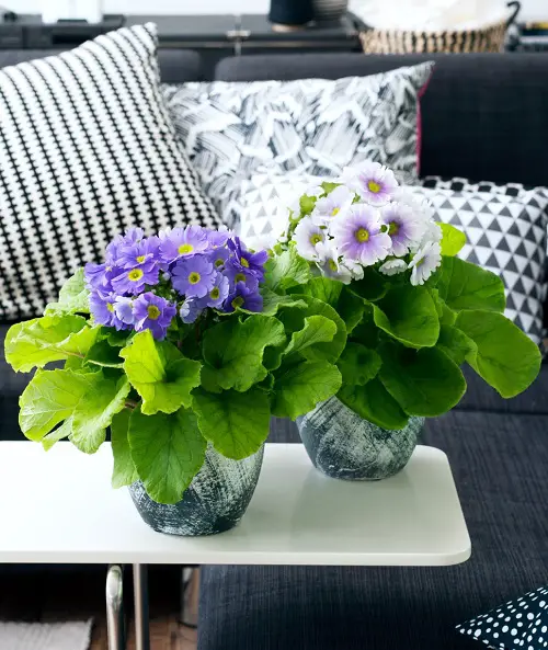 Primrose Flowers that Grow Without Sunlight