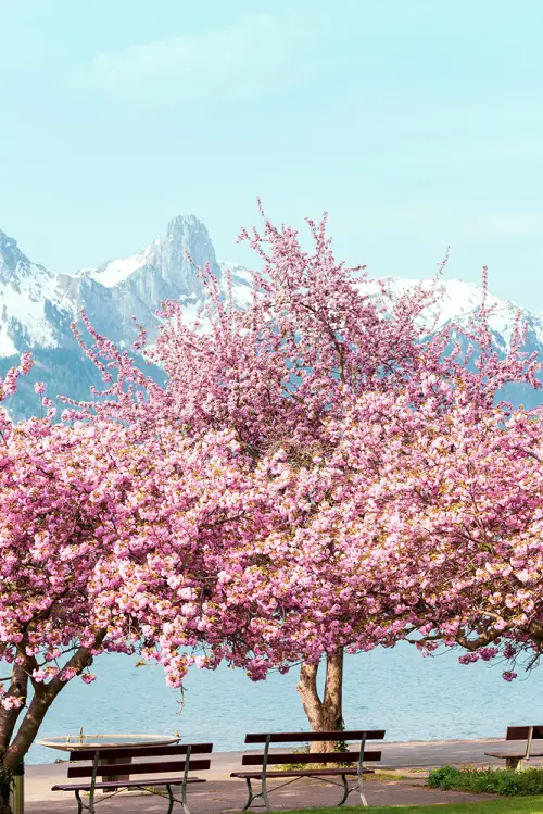 Pink Flower Types for a Garden near River 