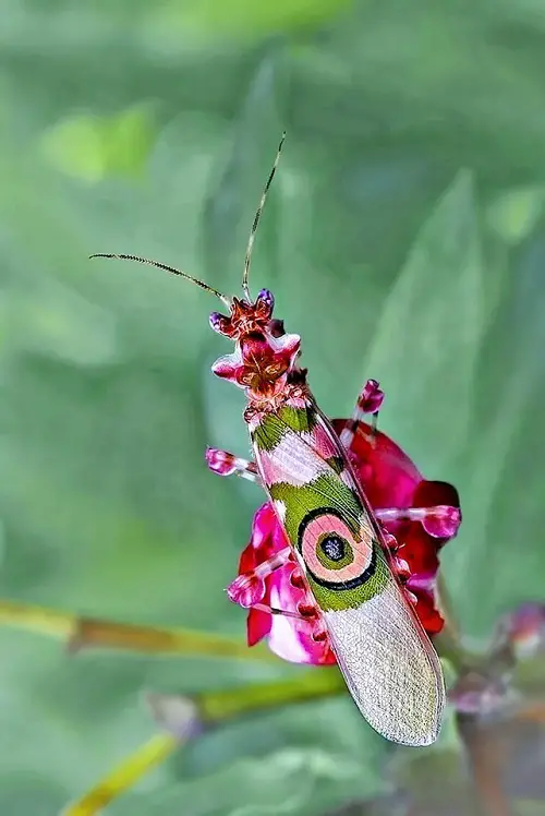 Various Praying Mantis Types in the Garden 