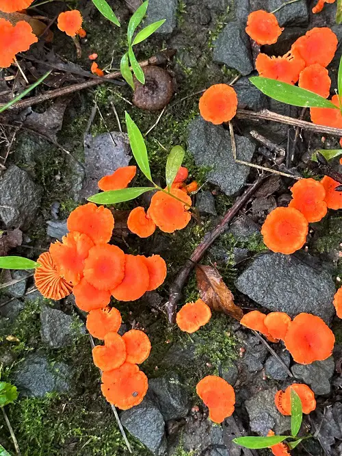 amazing Red Mushroom Types
