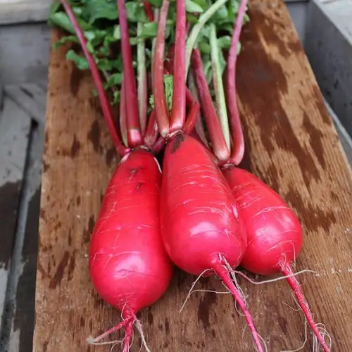 Types of Radish Varieties