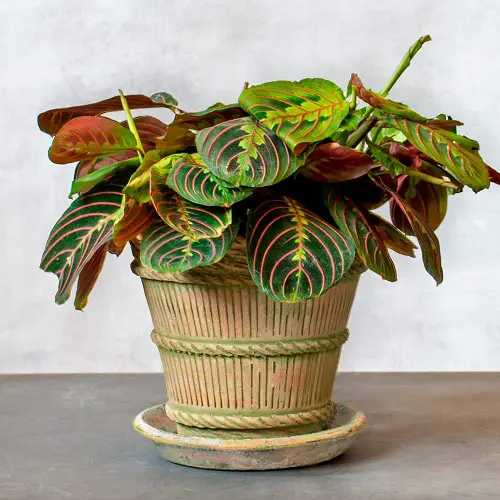 Tricolor Houseplants with Fantastic Foliage