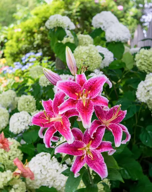 Stargazer Lily Meaning, Colors, and Symbolism