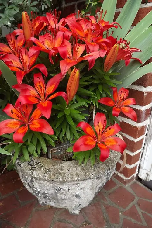 Pot Red Stargazer Lily Colors