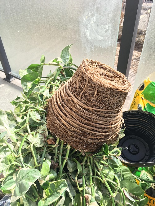 Common Rootbound Plant Symptoms 5