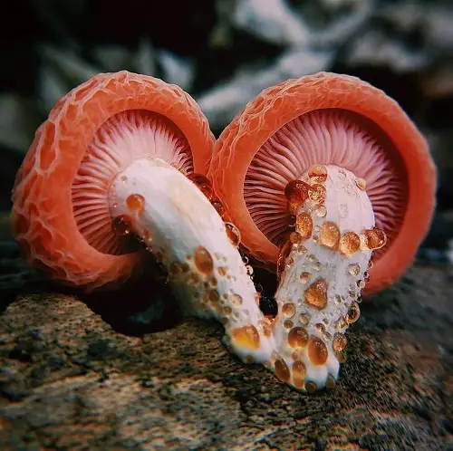 Amazing Flowers-Resembling Mushrooms