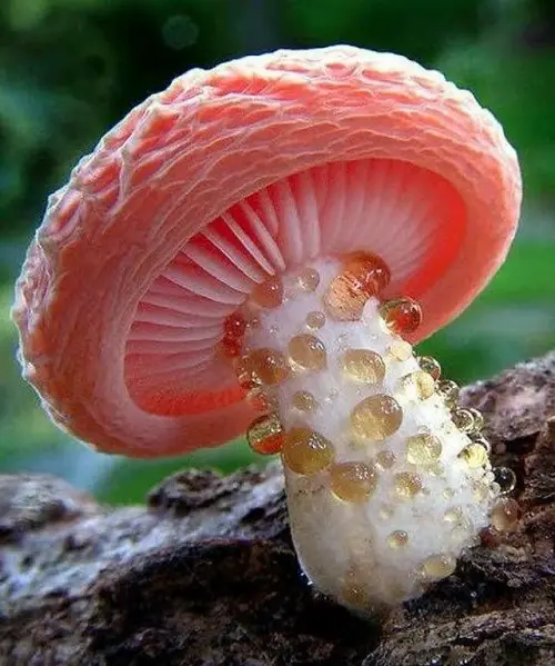 Various Red Mushroom Types