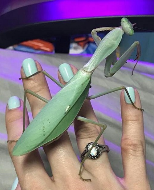 Various Praying Mantis Types That You May See in the Garden