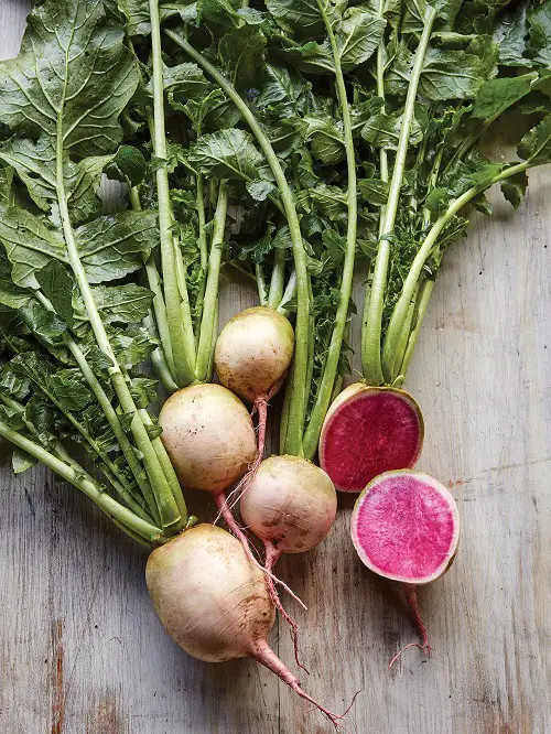 amazing Types of Radish Varieties for Containers and Gardens