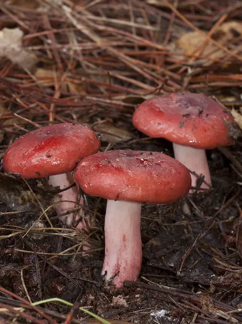 Red Mushroom Types