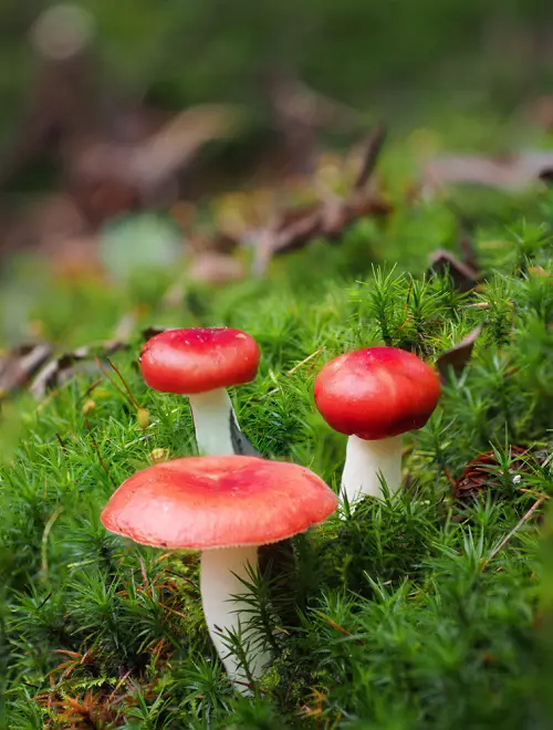 beautiful Types of Red Mushrooms