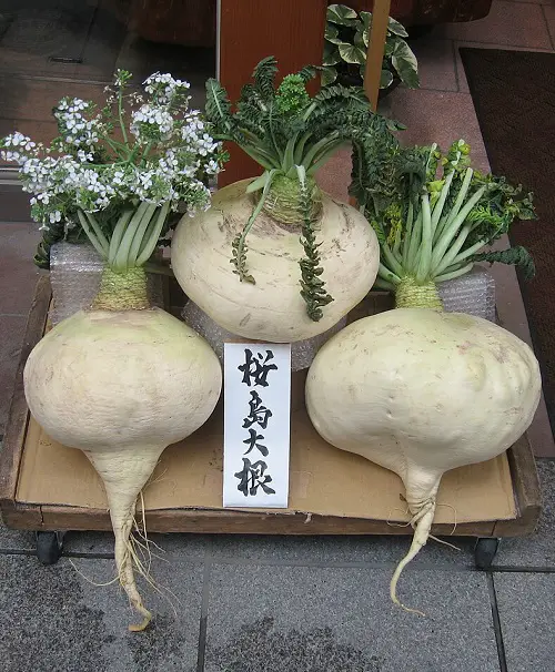 Types of Radish