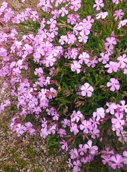 Herbs with Pink Flowers