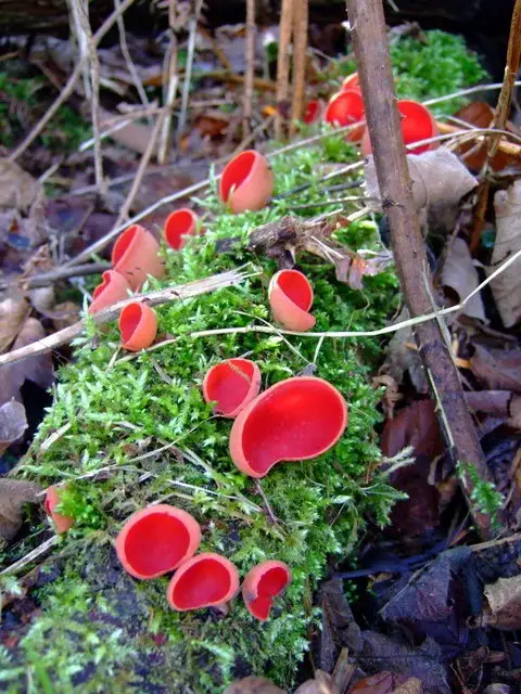 best Red Mushroom Types