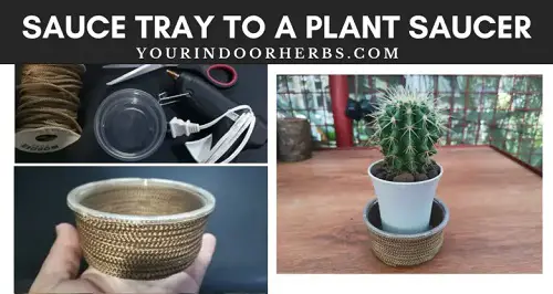 Sauce Tray for plant