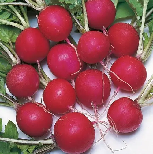  best Types of Radish Varieties for Containers 