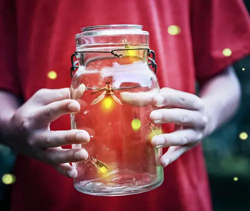 The Science of Firefly Glow