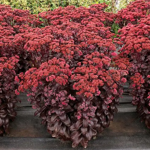 The most exquisite magenta flowers