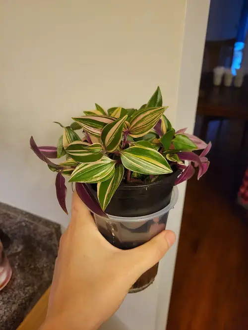 Grow Wandering Jew Indoors in self watering pot