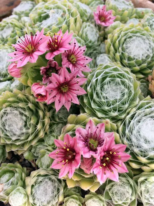 Beautiful Magenta Flowers