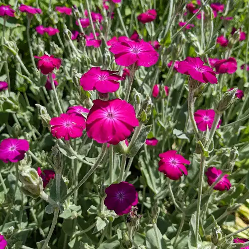 The most gorgeous magenta flowers.
