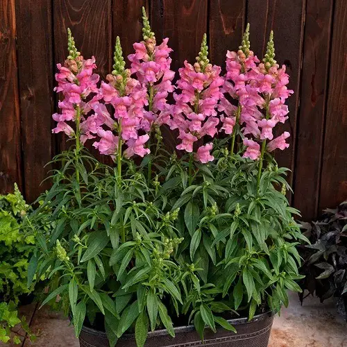 Best and Worst Child-Friendly Plants 18