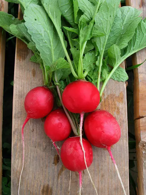 best radish varieties for gardeners