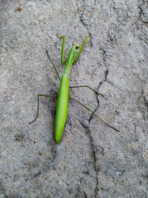 Different Types of Praying Mantis 