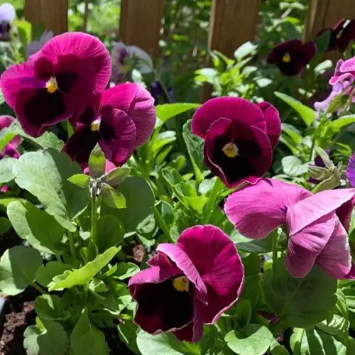 wonderful magenta flowers.