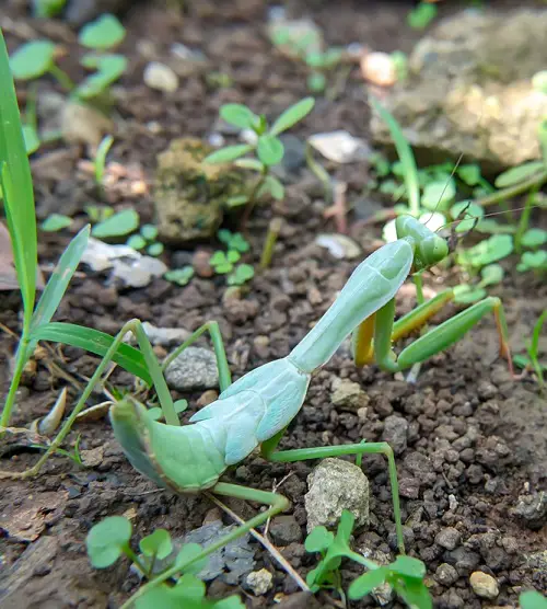 amazing Different Types of Praying Mantis You Can Spot in the Garden