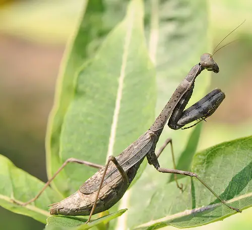 best Different Types of Praying Mantis You Can Spot in the Garden