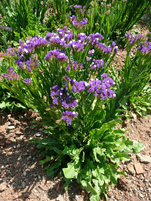 Statice Flower