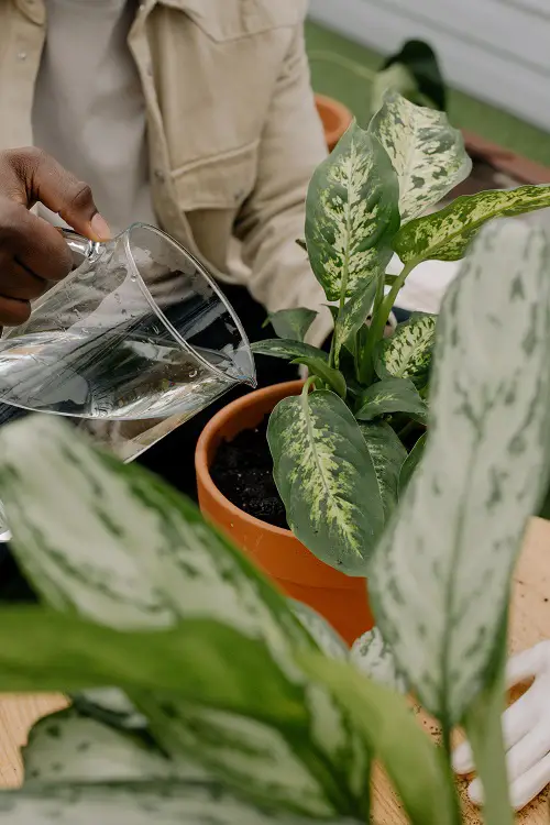 What is Sugar Water for Plants