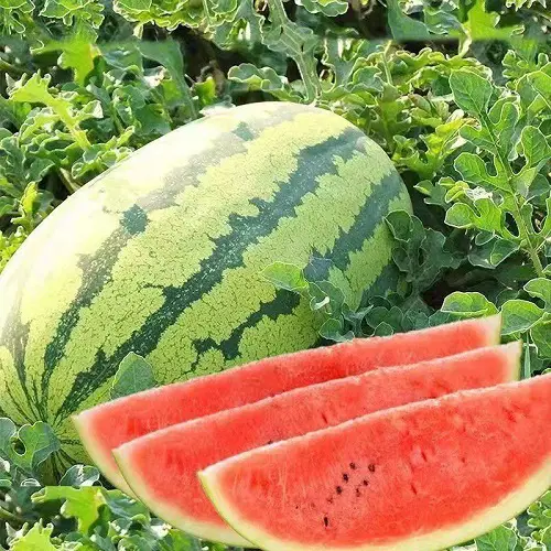 Sweetest Types of Watermelon