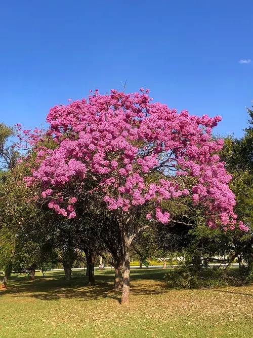 Pink Flower tree Types for a Garden 