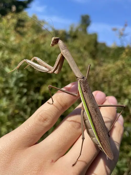 Different Types of Praying Mantis You Can Spot in the Garden