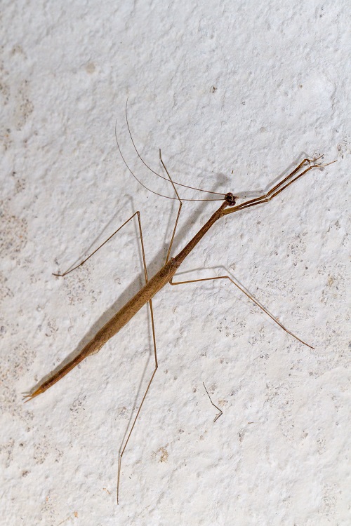 best Various Praying Mantis Types That You May See in the Garden