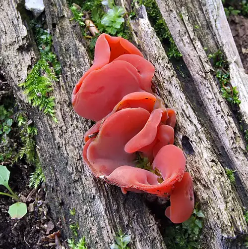 beautiful Red Mushroom Varieties