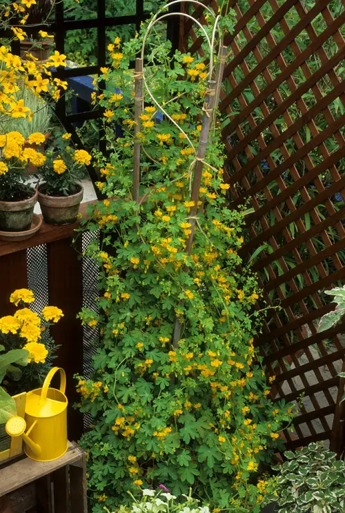Fast-growing Flowering Vines in pot 4
