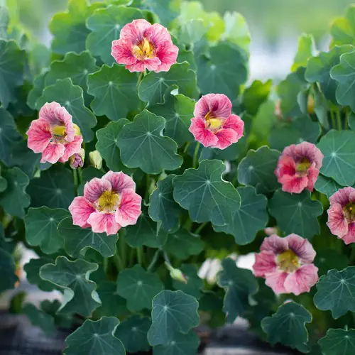 Kinds of Pink Garden Flowers 