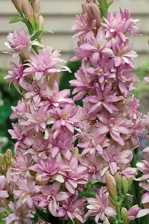 Pink Flower tree Types for a Garden 