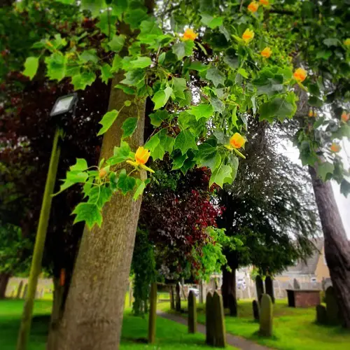 Magnolia vs. Tulip Tree – Similarities