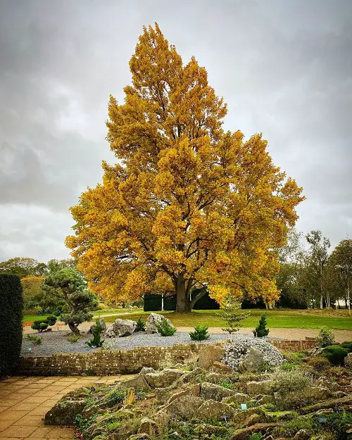 What is a Tulip Tree