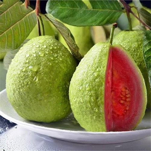 tasty Top Red and Pink Guava Types 
