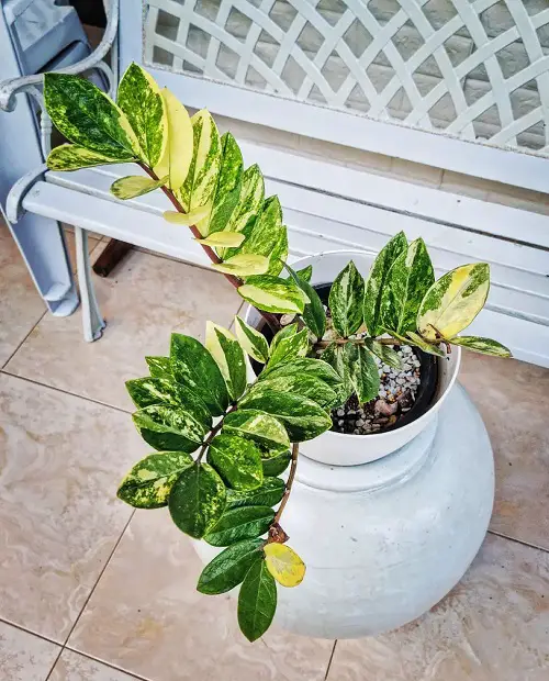 Types of ZZ Plant Varieties