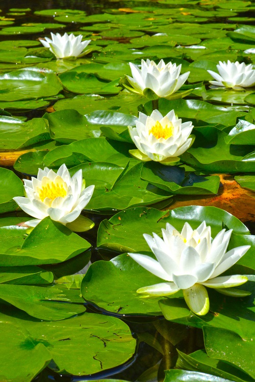 Water Lily