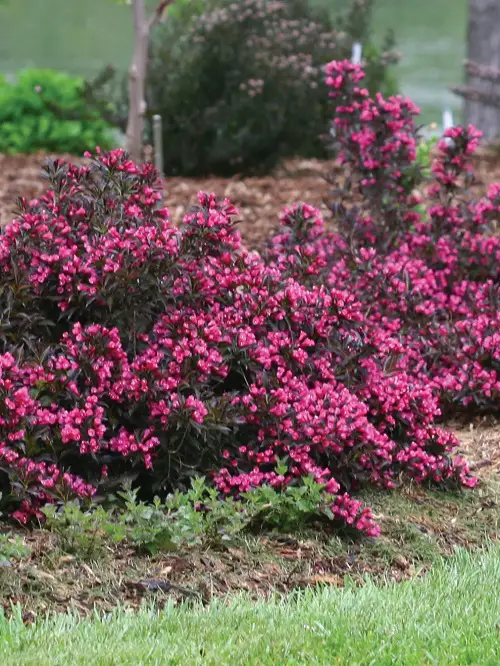 The most gorgeous magenta flowers.
