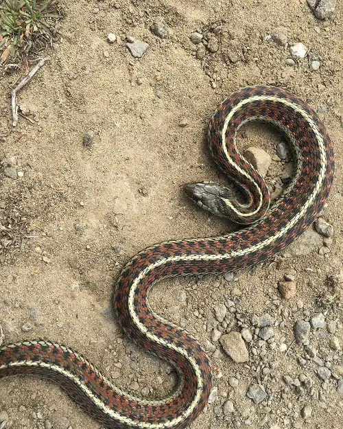 best Gorgeous White-Striped Black Snakes